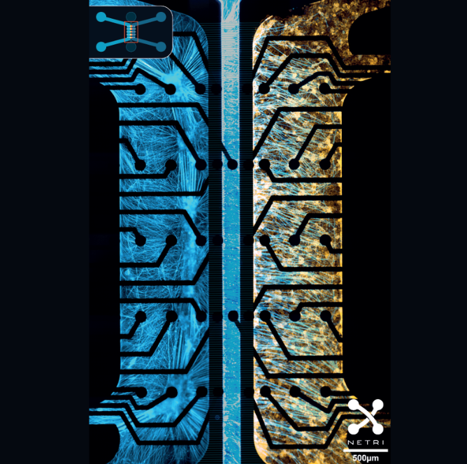 COMPARTMENTALIZED LECTROPHYSIOLOGOGY - NETRI